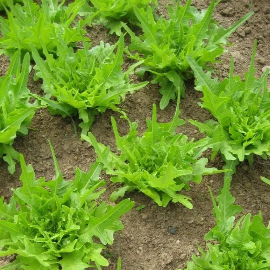 How To: Succession Sowing