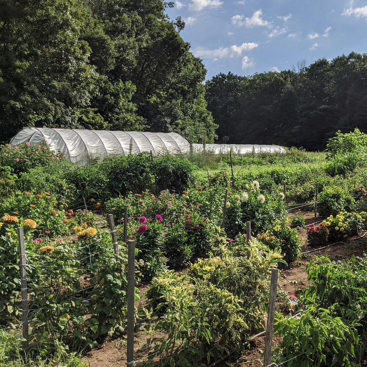 Sowing in Summer for Fall Harvest