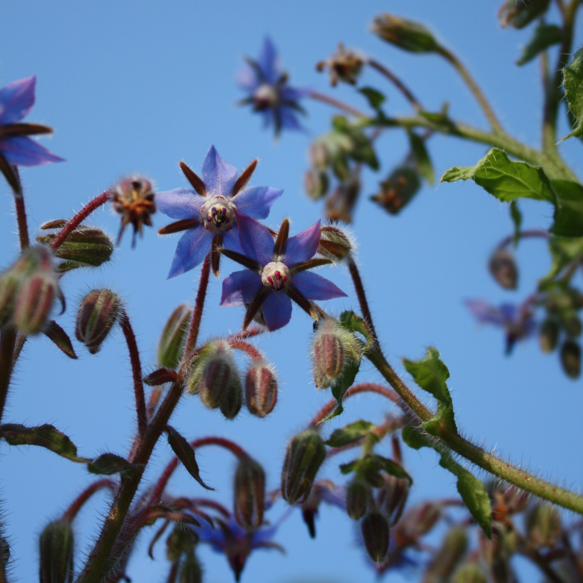 Make Your Garden a Place of Peace