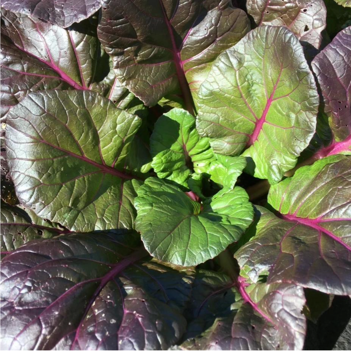 Quick-Growing Crops for Fall Harvest 