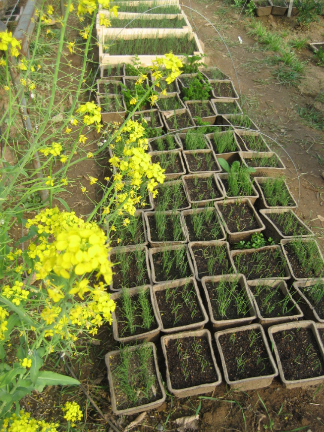 Starting Alliums from Seed