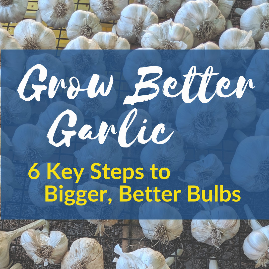 Grow Better Garlic