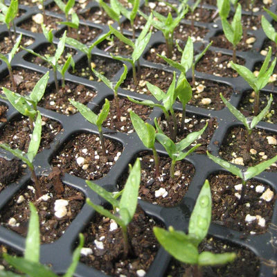 Garden Grow-How: Starting Tomato And Pepper Seeds