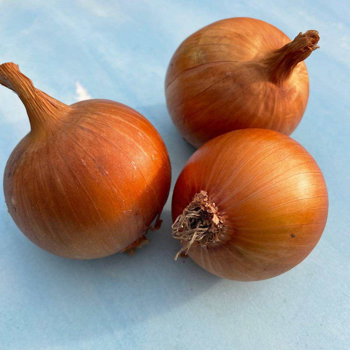 Garden Grow-How: Succeeding with Alliums