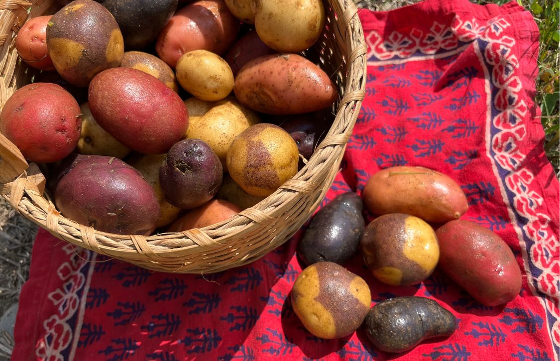 Seed Potato Guide