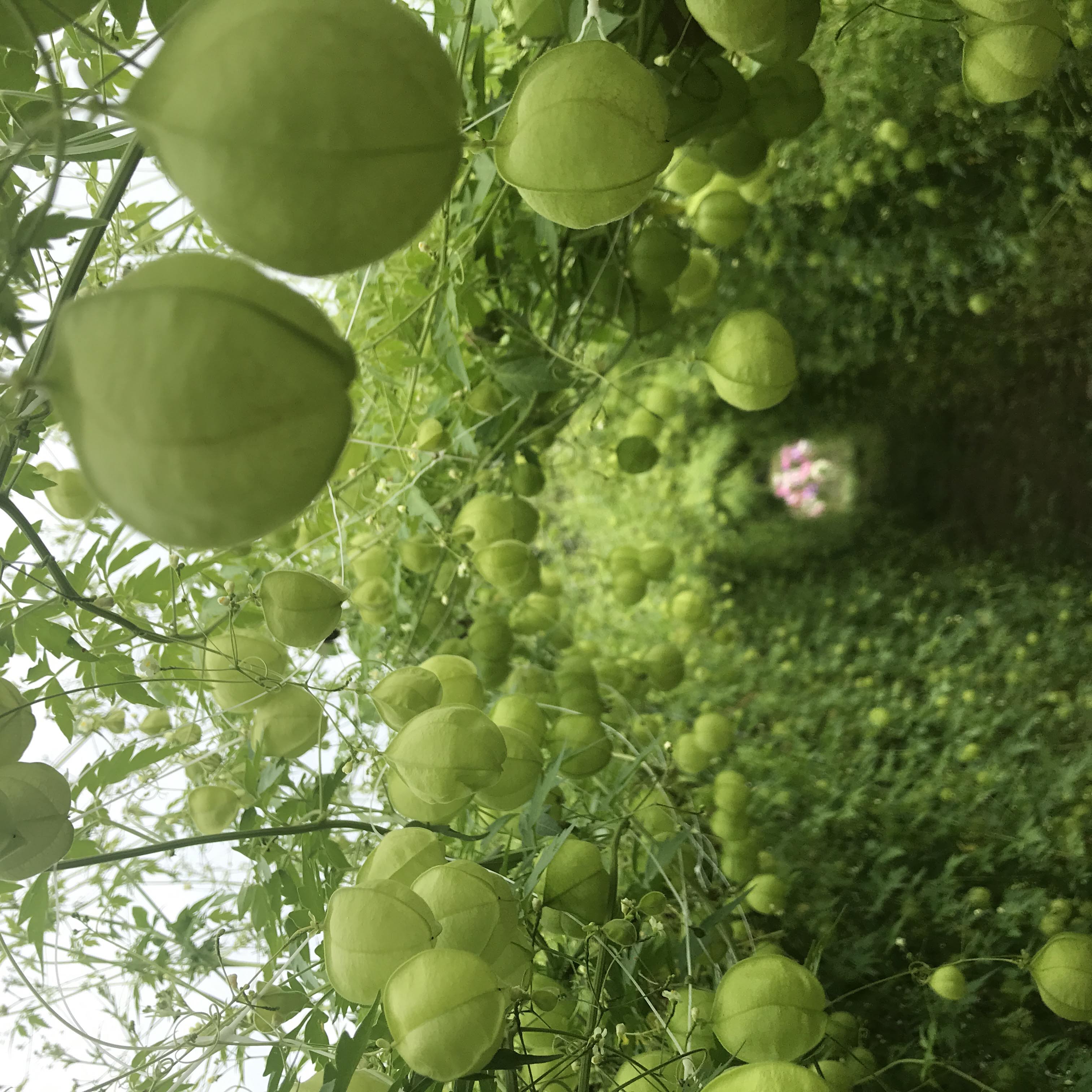 Vertical Gardens