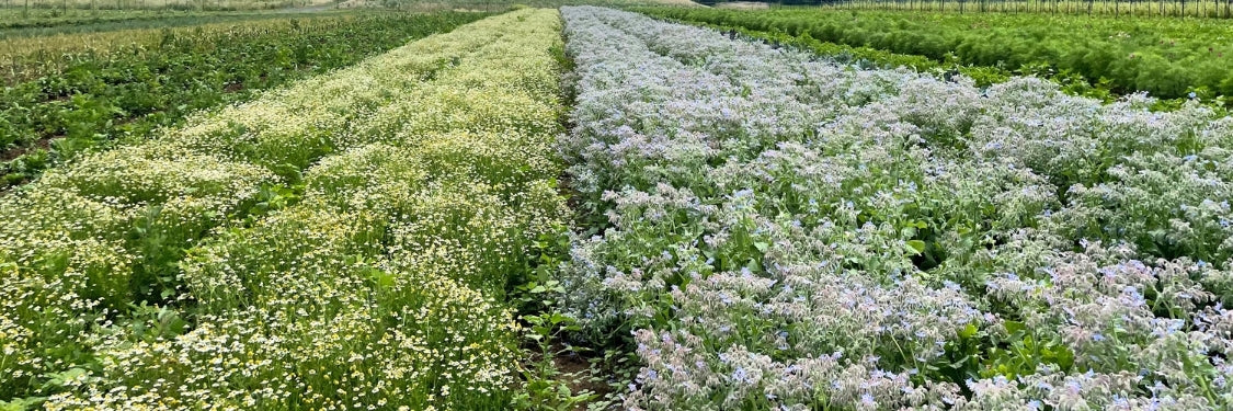 Herbs
