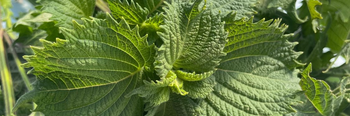Shiso