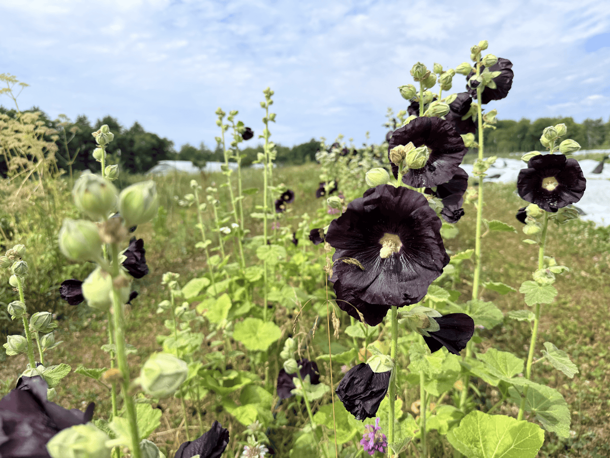 Hollyhock