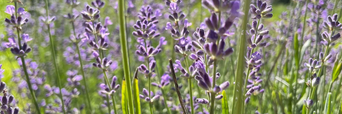 Lavender