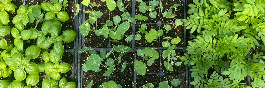 Fall Seedlings