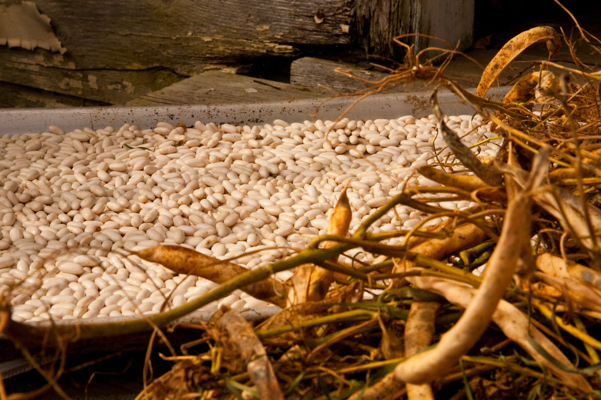 Seed Starting & Saving