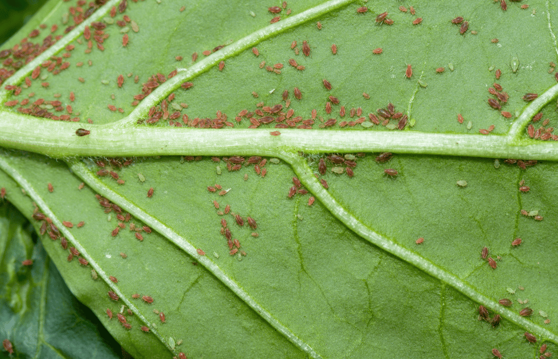 Pest Management