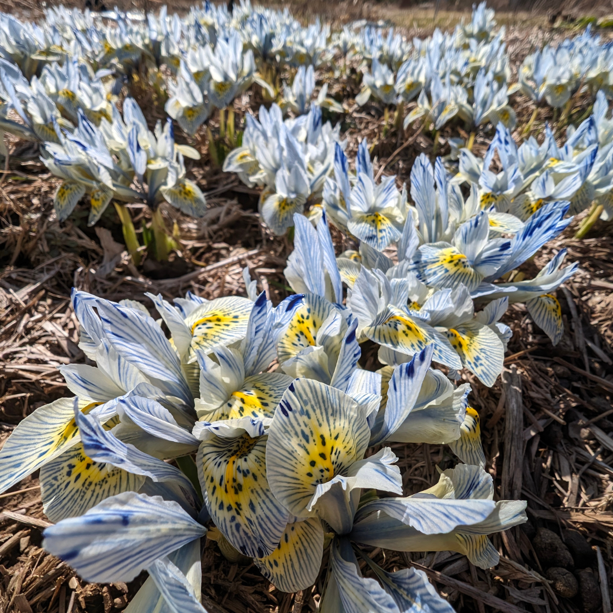 Rock Iris