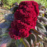 Dracula Celosia flower seedlings from Hudson Valley Seed Co. with vibrant, dark red and purple foliage, ready for planting.