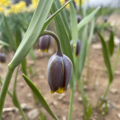 Close-up of Fritillaria uva-vulpis flowers, showcasing their distinctive checkered purple and green petals, from Hudson Valley Seed Co.