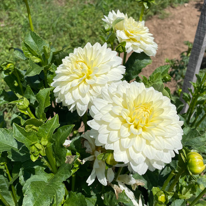 Fresh tapioca dahlias in bloom, vibrant orange flowers from Hudson Valley Seed Co. with large, ruffled petals.