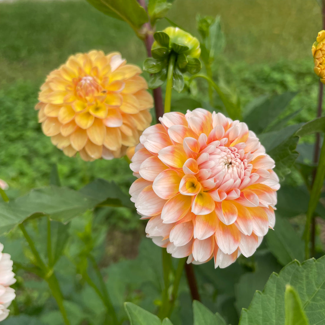 Bright pink Brandon James Dahlia flower tuber from Hudson Valley Seed Co. with lush, vibrant petals and healthy green foliage.