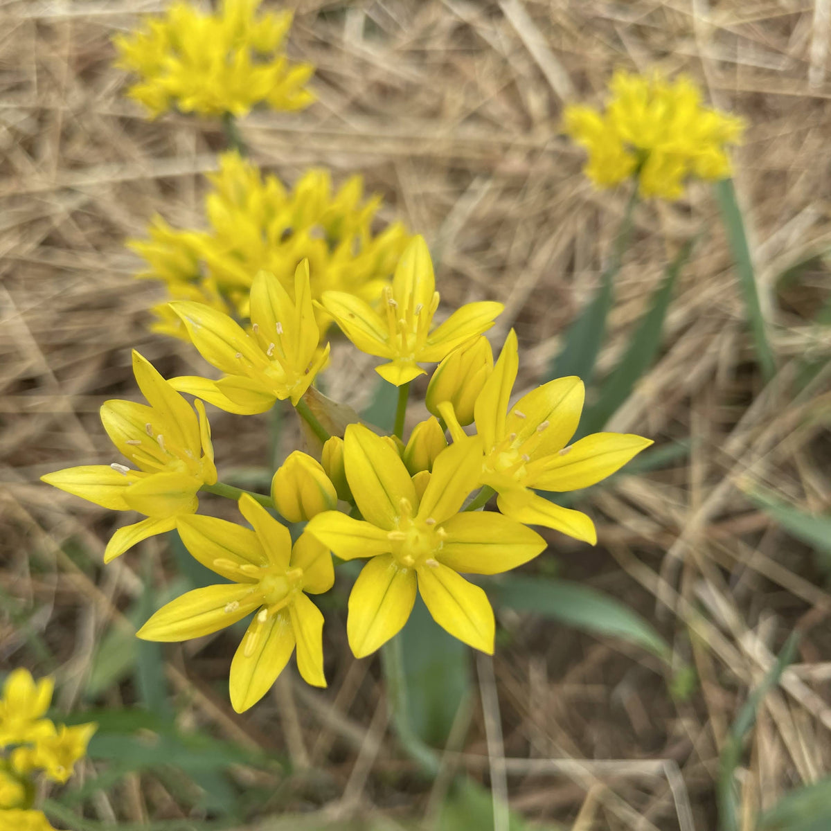 Bright yellow Allium &