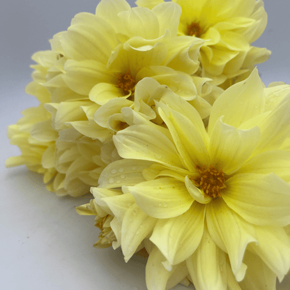 Lemonade Dahlia Tuber