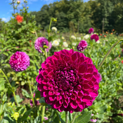 Dahlia tuber flower from Hudson Valley Seed Co., showing the bulb and root system for planting and gardening.
