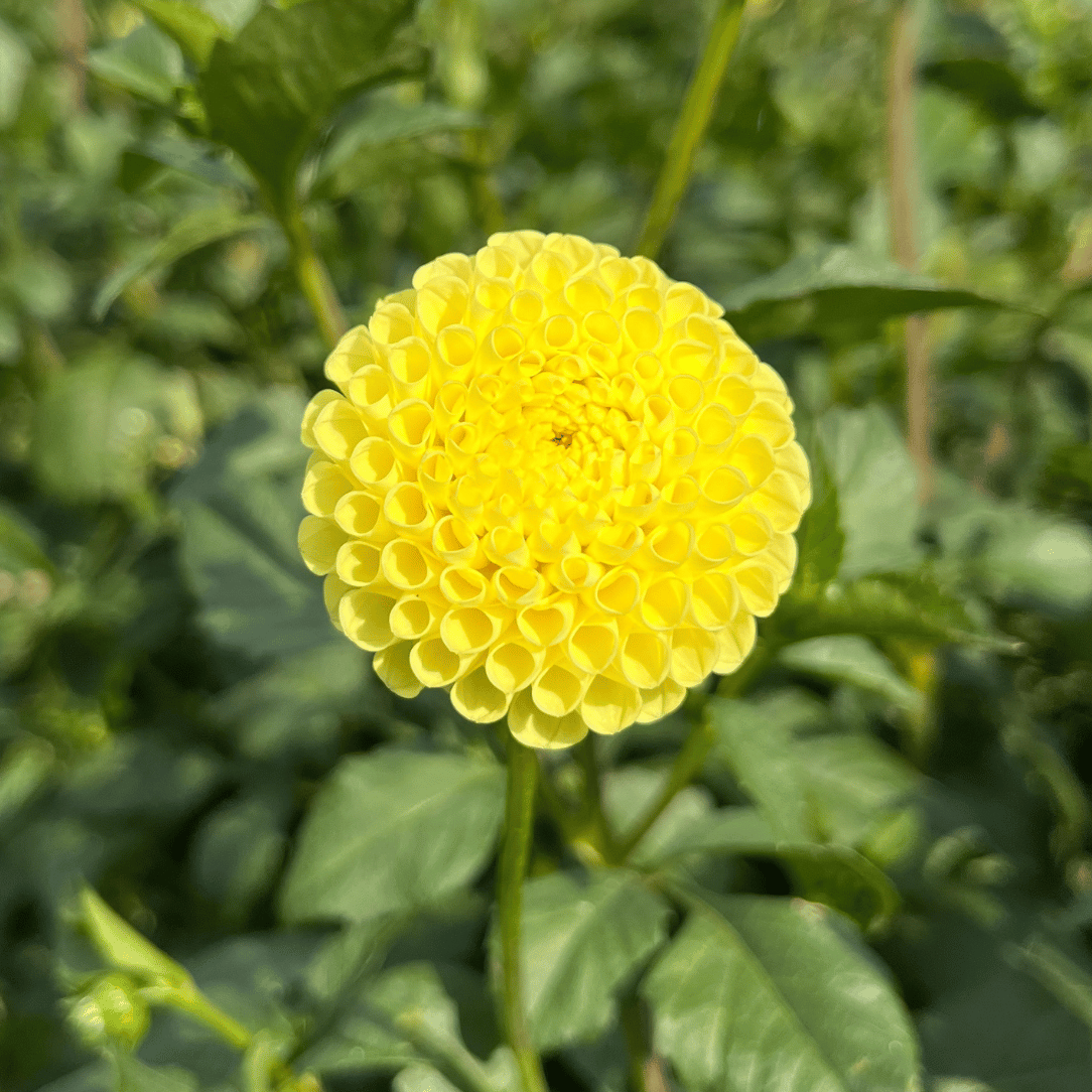 Bright yellow Little Scottie Dahlia flower tuber from Hudson Valley Seed Co. with vibrant petals and lush green foliage.