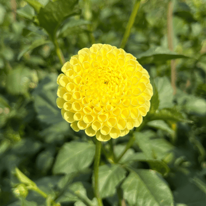 Bright yellow Little Scottie Dahlia flower tuber from Hudson Valley Seed Co. with vibrant petals and lush green foliage.