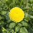 Bright yellow Little Scottie Dahlia flower tuber from Hudson Valley Seed Co. with vibrant petals and lush green foliage.