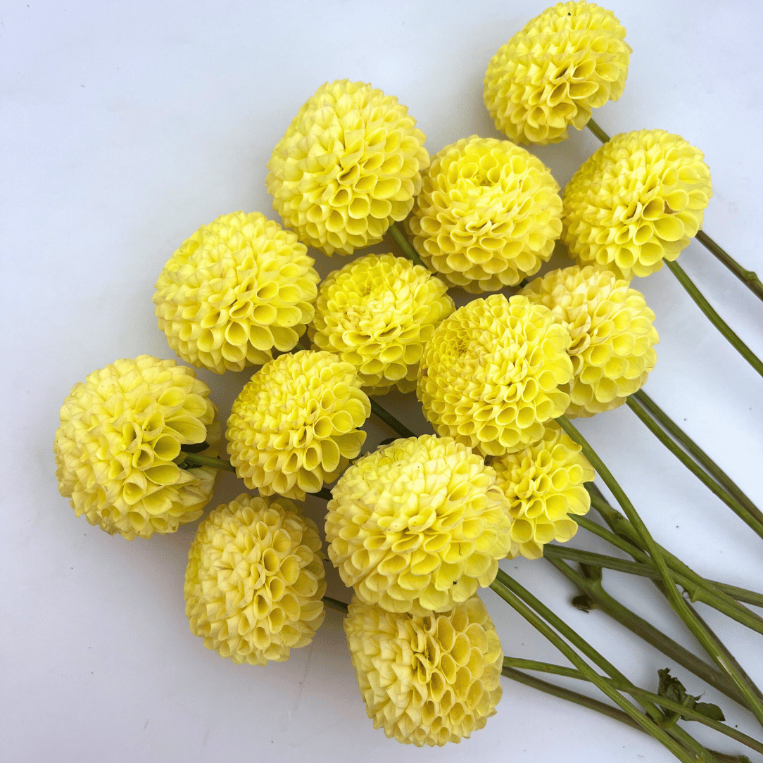 Bright yellow Little Scottie Dahlia flower tuber from Hudson Valley Seed Co. with lush petals and vibrant foliage.