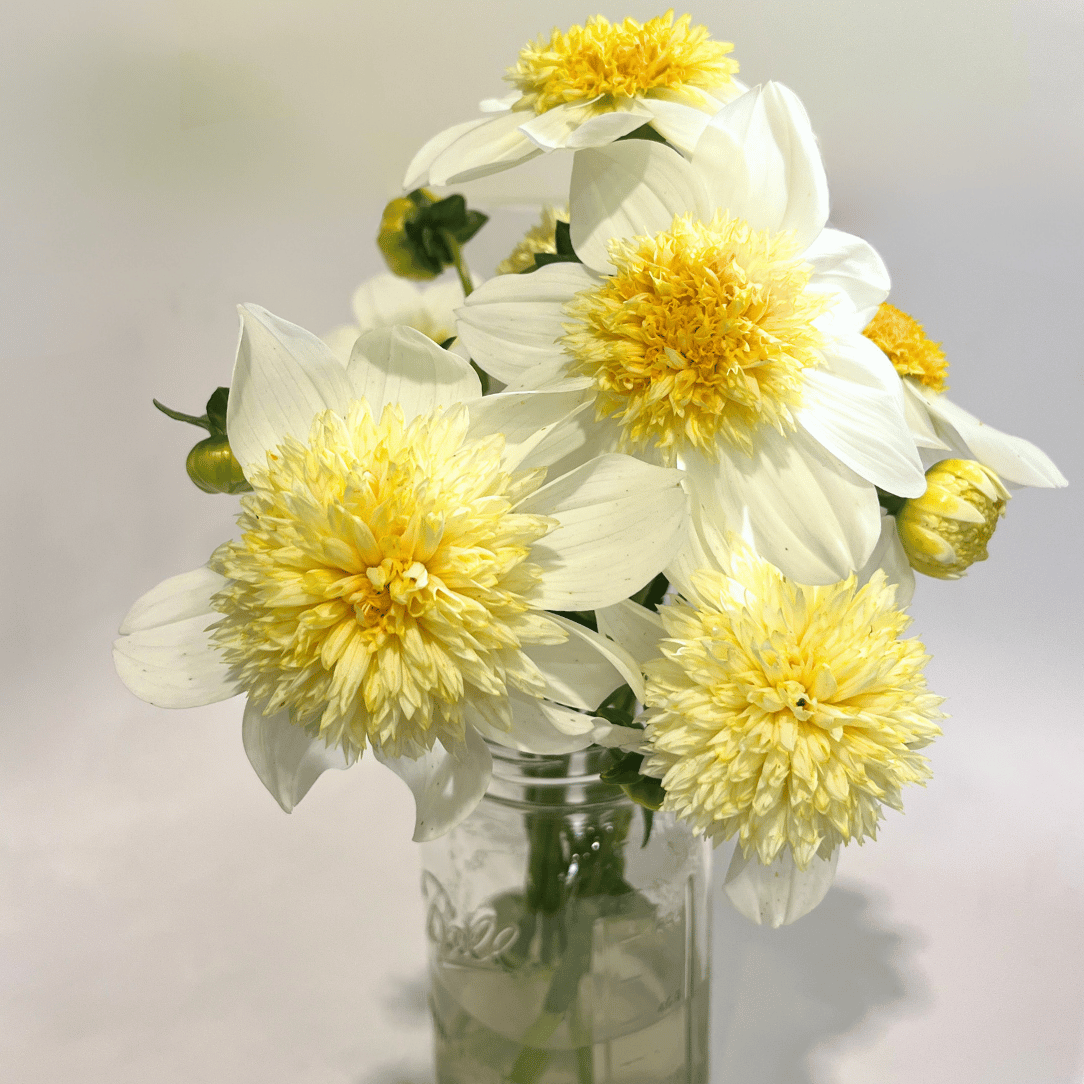 Bright platinum blonde dahlia flower tuber from Hudson Valley Seed Co. with vibrant petals and lush green foliage.