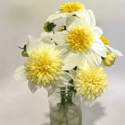 Bright platinum blonde dahlia flower tuber from Hudson Valley Seed Co. with vibrant petals and lush green foliage.