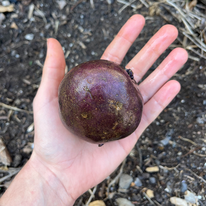 Fresh Huckleberry Gold potato from Hudson Valley Seed Co., showcasing its golden skin and smooth, oval shape.