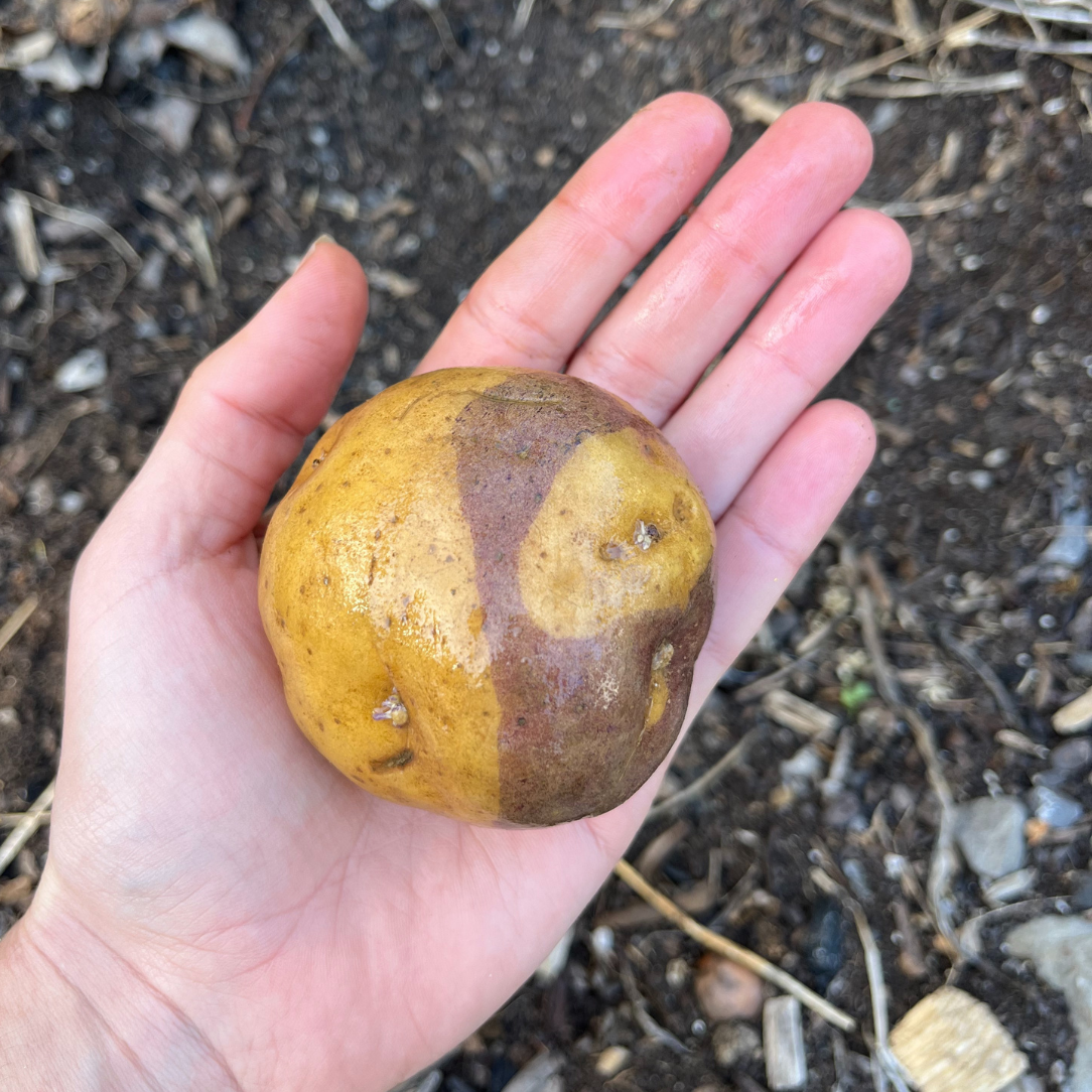Fresh masquerade potatoes from Hudson Valley Seed Co., showcasing their distinctive striped skin and round, tuber shape.