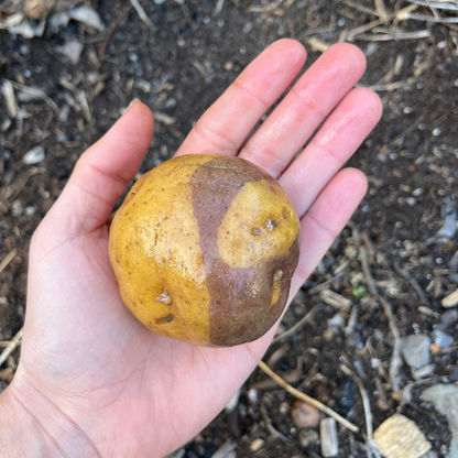 Fresh masquerade potatoes from Hudson Valley Seed Co., showcasing their distinctive striped skin and round, tuber shape.