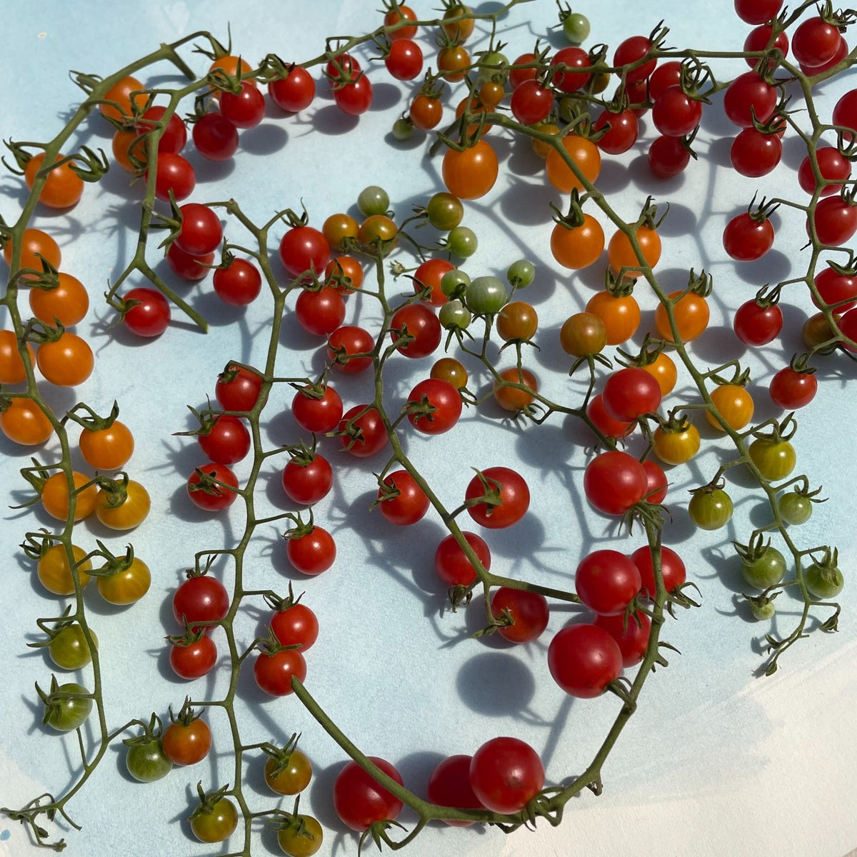 Sweet Pea Currant tomato seedlings from Hudson Valley Seed Co., vibrant young vegetable plants in a garden tray.