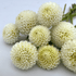 Tiny Treasure Dahlia Tuber from Hudson Valley Seed Co. with vibrant, colorful flower buds ready to bloom.