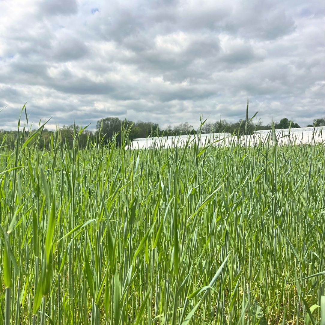 Winter Rye cover crop seed from Hudson Valley Seed Co., shown in a clear container with seed grains.