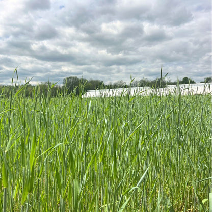 Winter Rye cover crop seed from Hudson Valley Seed Co., shown in a clear container with seed grains.