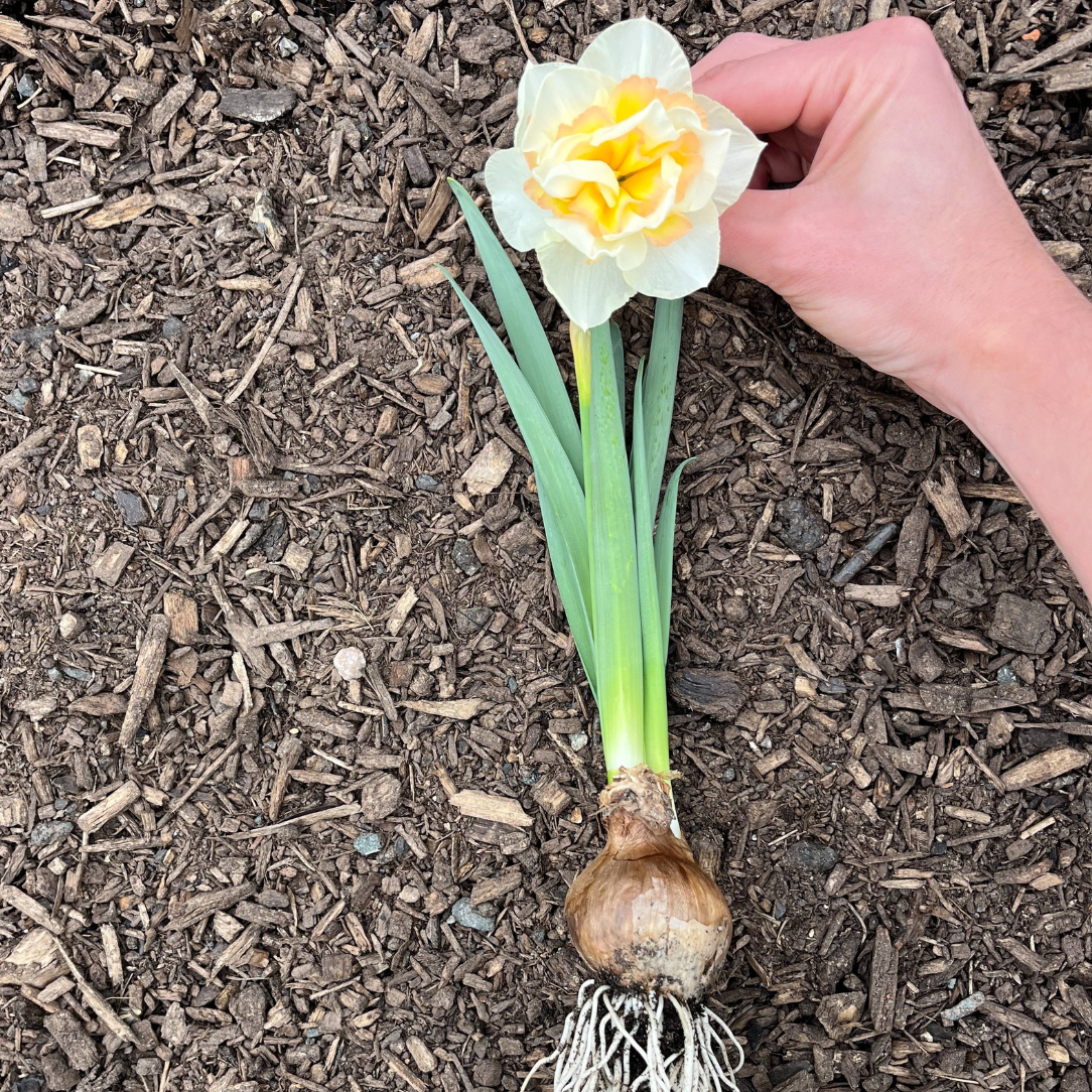 Close-up of Narcissus &