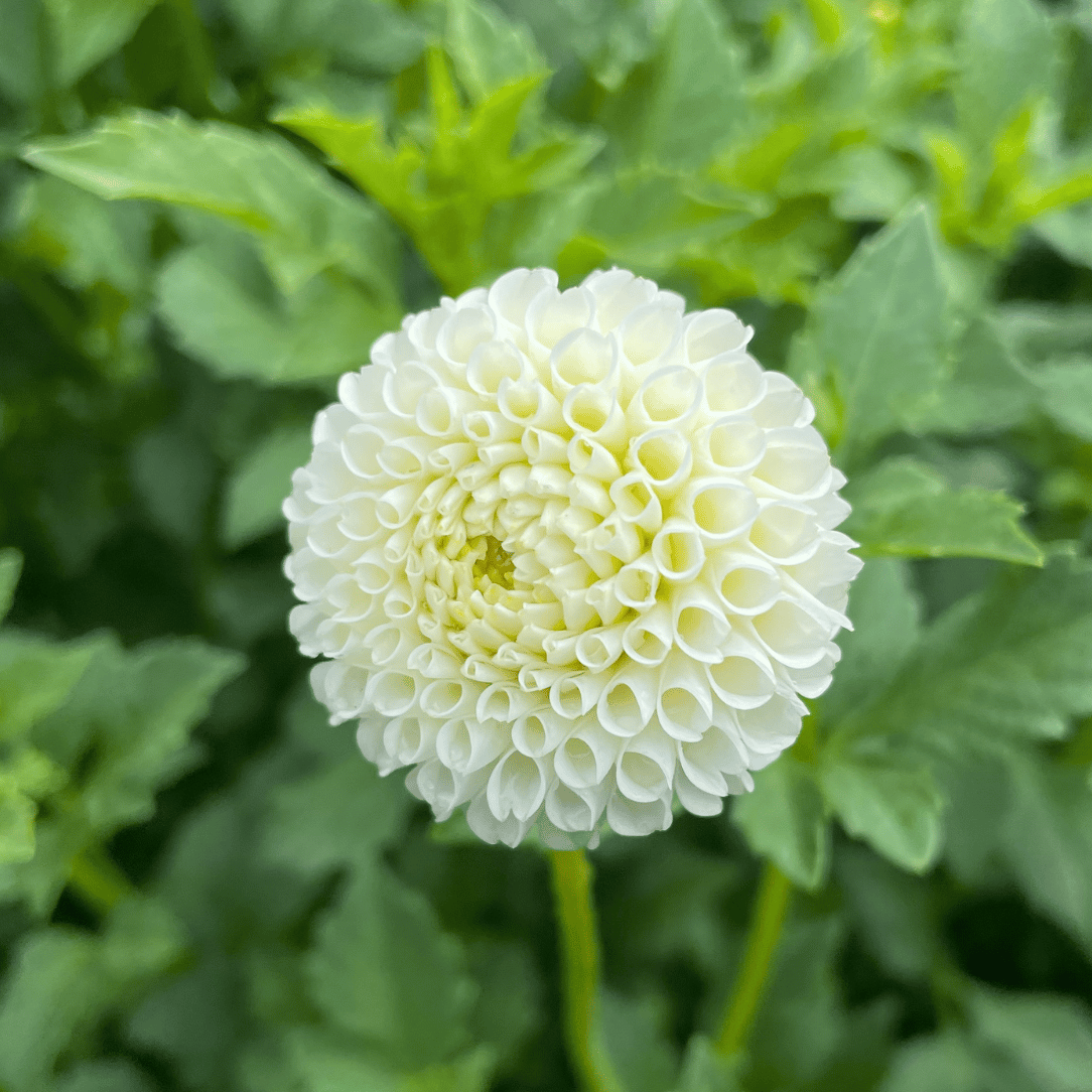Tiny Treasure Dahlia flower tuber from Hudson Valley Seed Co. with vibrant, colorful petals and lush green foliage.