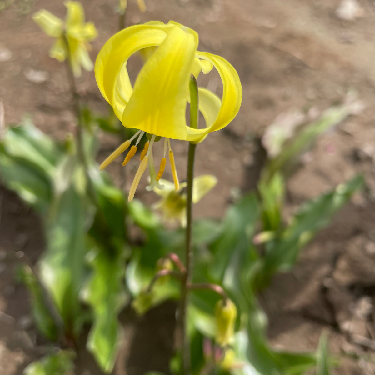 Pink and yellow Erythronium californicum &