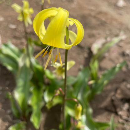 Pink and yellow Erythronium californicum &