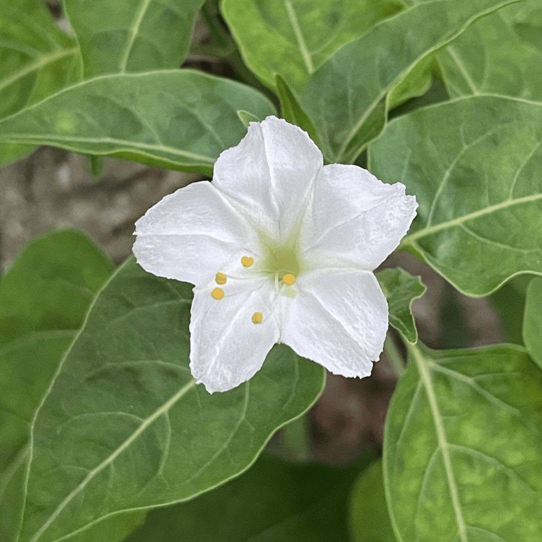 White Four O&