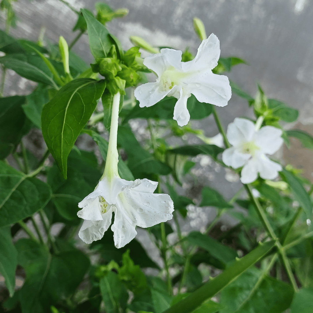 White Four O&