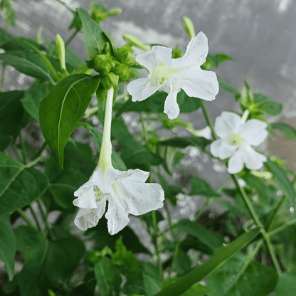 White Four O&