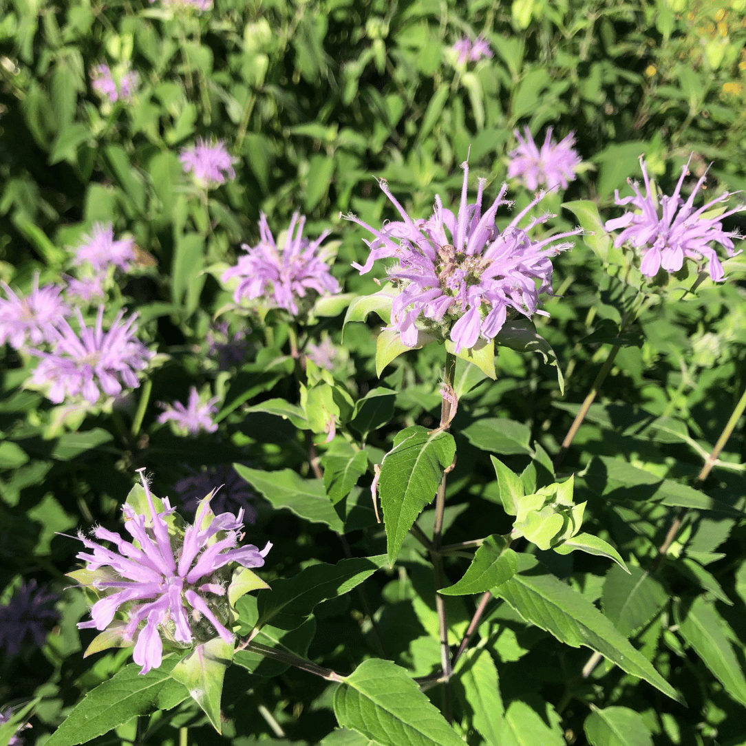 Close-up of Wild Bergamot flowers, showing purple blooms and green foliage, from Hudson Valley Seed Co.&