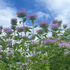Wild Bergamot flowers from Hudson Valley Seed Co., showing vibrant purple clusters of native pollinator-friendly blooms.
