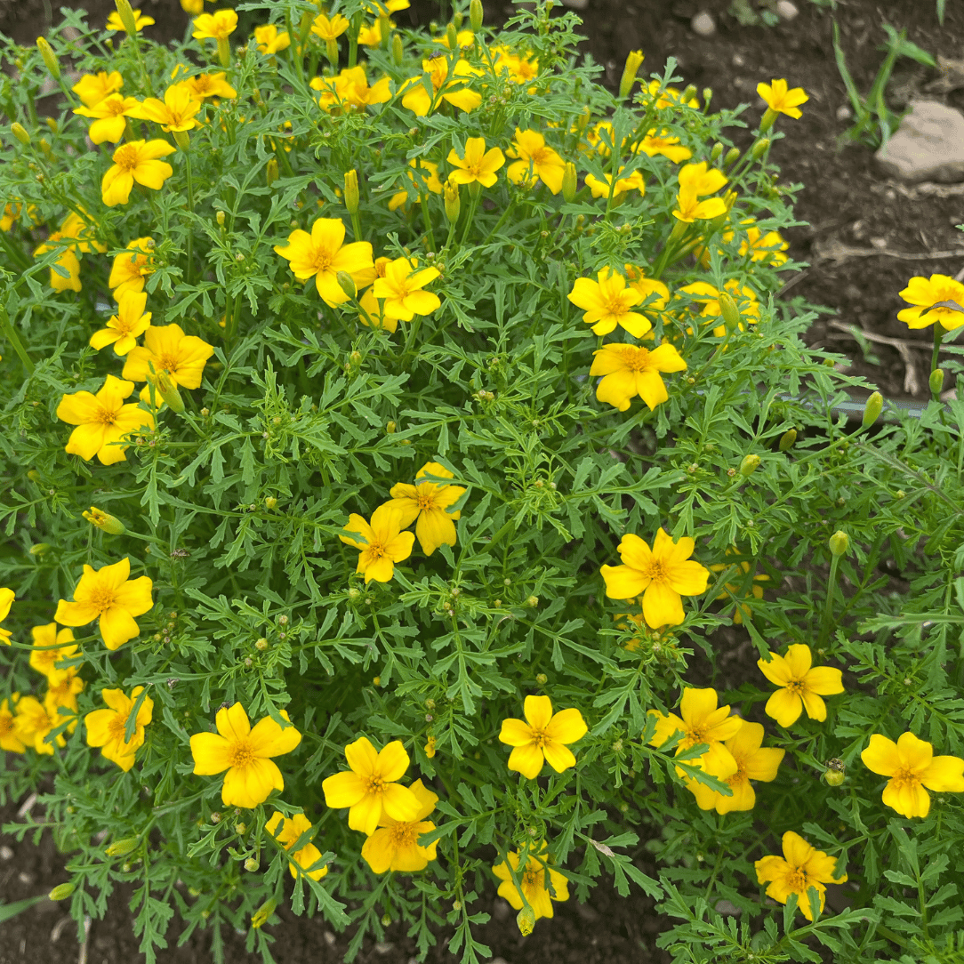 Bright yellow Lemon Gem Marigold flowers with green foliage, vibrant blooms from Hudson Valley Seed Co.