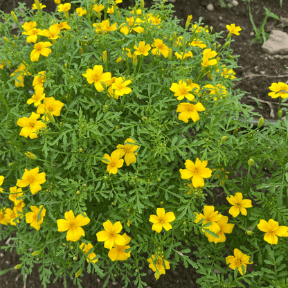 Bright yellow Lemon Gem Marigold flowers with green foliage, vibrant blooms from Hudson Valley Seed Co.