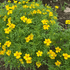 Bright yellow Lemon Gem Marigold flowers with green foliage, vibrant blooms from Hudson Valley Seed Co.